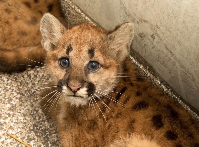 Illustration for article titled ZOMG BABY COUGARS!!! And A Little About the AZA